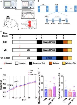 Low-Intensity Focused Ultrasound Stimulation Ameliorates Working Memory Dysfunctions in Vascular Dementia Rats via Improving Neuronal Environment